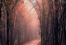 亚洲女足赛事：中国队夺得冠军